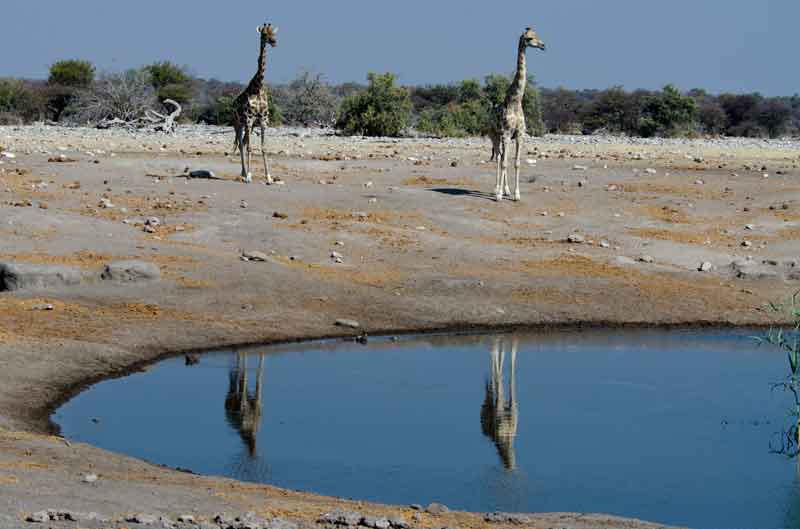 Jirafa - parque nacional de Etosha - Namibia 06.jpg
